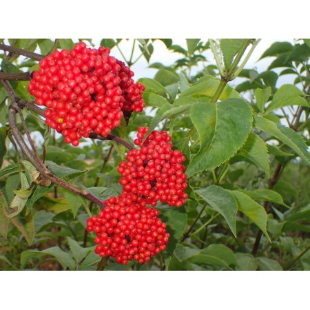 Armenian Red Elder...