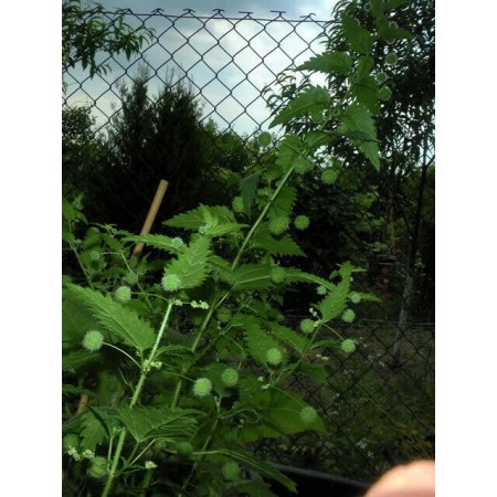 Roman Nettle (Urtica...