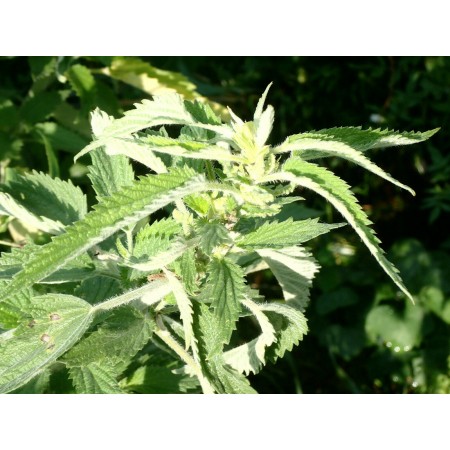 Pokrzywa szara (Urtica...