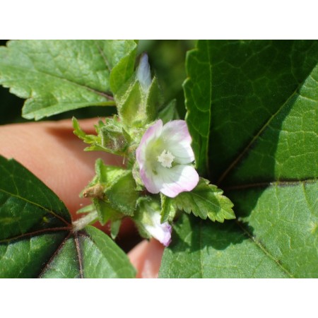 Chinese Mallow (Malva...