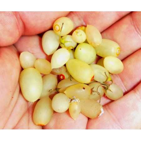 "Pampasowa konwalia"...