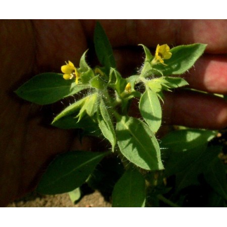 Small Henbane (Hyoscyamus...