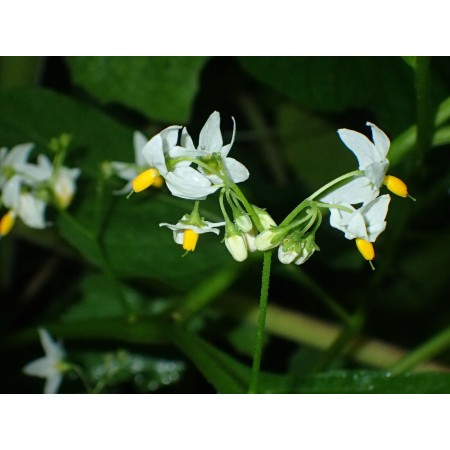 South American "Black...