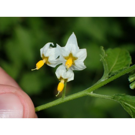 Chilean Nightshade (Solanum...