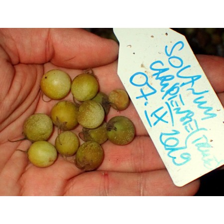 Pepino Lloron (Solanum...