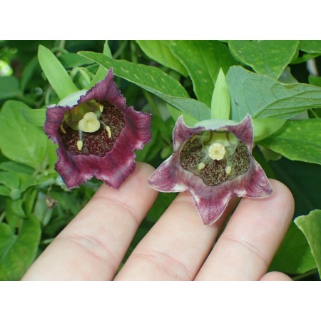 Deodeok, Lance Asiabell...