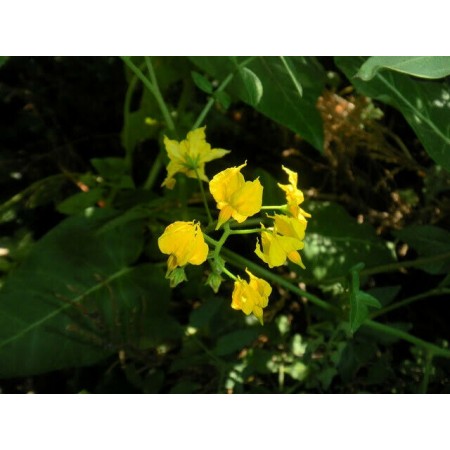 Wild Tomato (Lycopersicon...