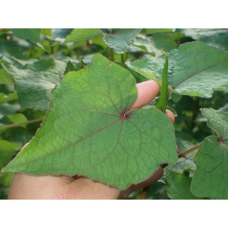 Perennial Buckwheat...