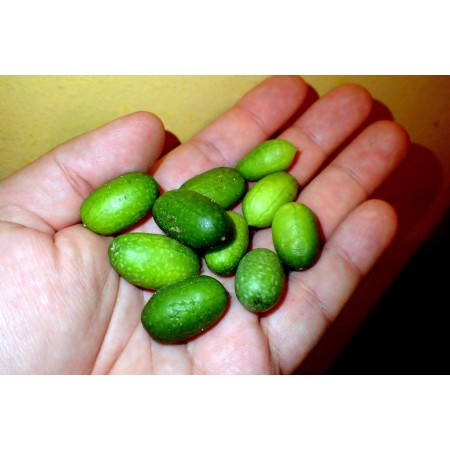 Czerniak gwadelupski...