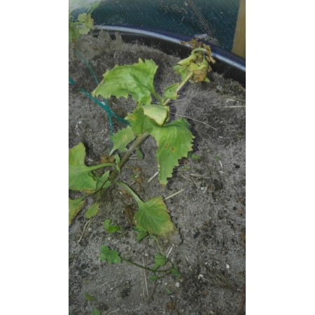 California goosefoot...