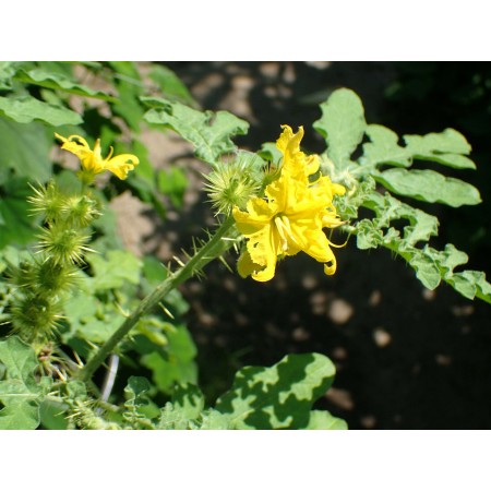 Psianka dziubkowata...