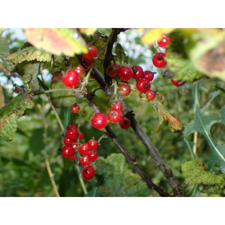 Porzeczka syberyjska (Ribes...