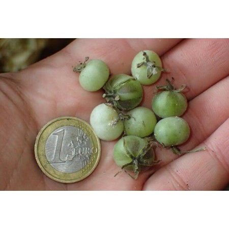 Wild Chilean Tomato...