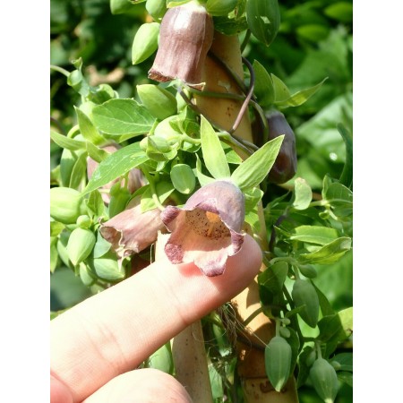 Ussurian Asiabell...