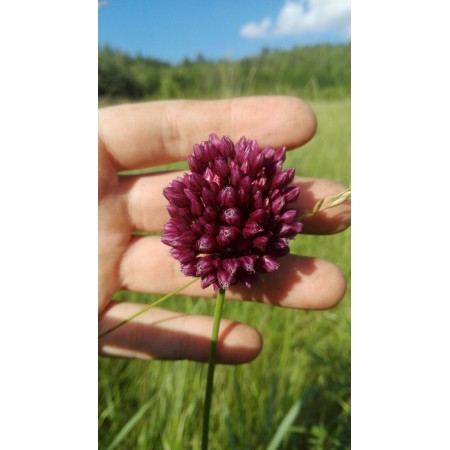 Round-headed Leek (Allium...