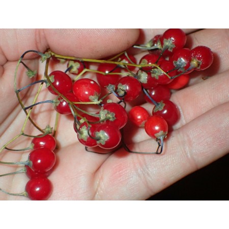 Azjatycka psianka...