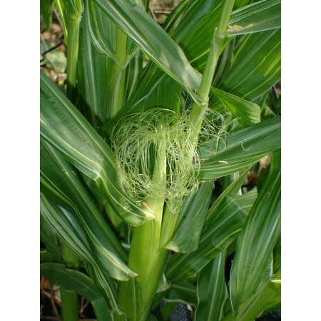 Karłowata, ozdobna...