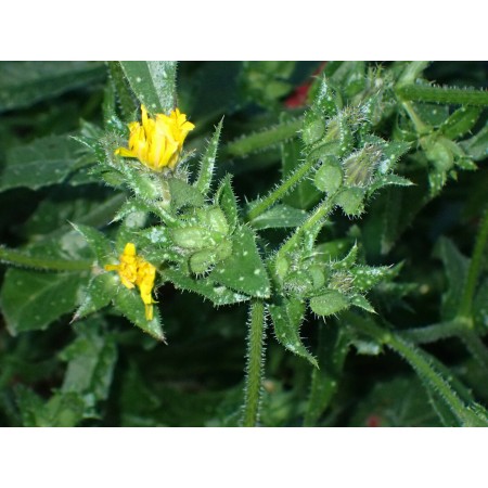 Goryczel żmijowcowaty...