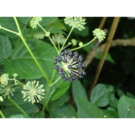 Aralia sercowata (Aralia...