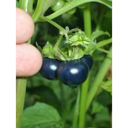 Jaltomate Negro, Jaltomato...