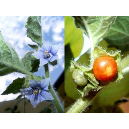 Jaltomato pomidorowe...