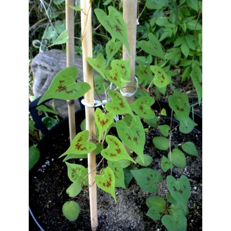 Chińska bulwiasta...