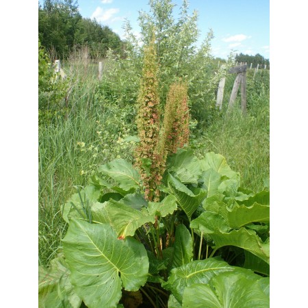 Szczaw alpejski (Rumex...