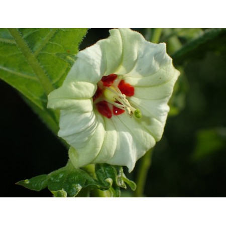 Awaymanto Jaltomato...