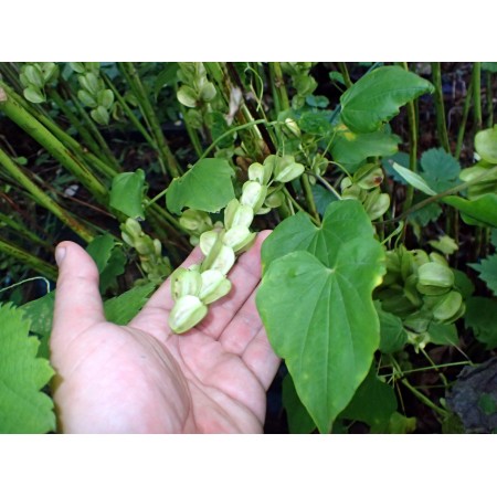 Hardy Yam (Dioscorea...