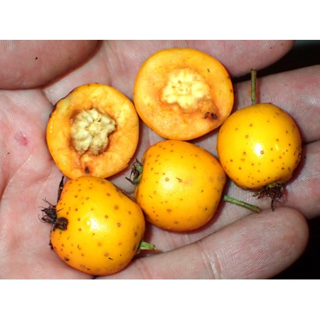 Manzanilla (Crataegus...