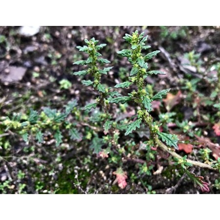 Small Crumbweed, Australian...