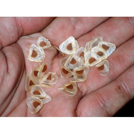 Himalayan lily, Yunan...