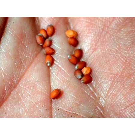 Shrubby Cress-rocket (Vella...