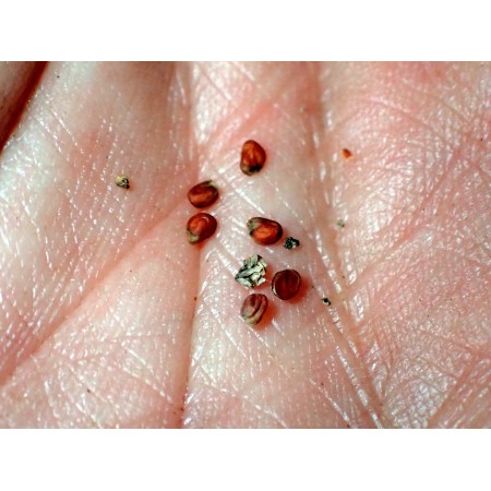 Wella kolczasta (Vella...