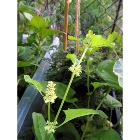 "Prickly Dock" (Emex...