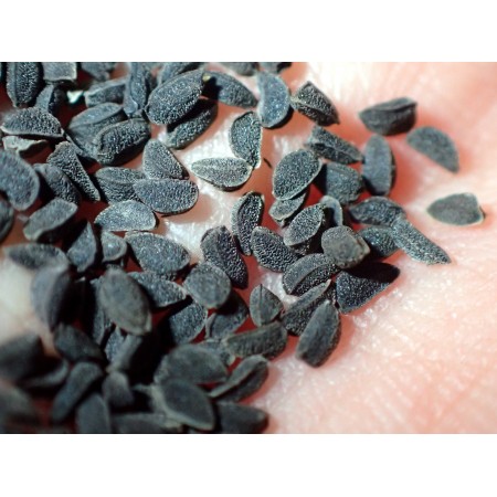 Czarnuszka polna (Nigella...