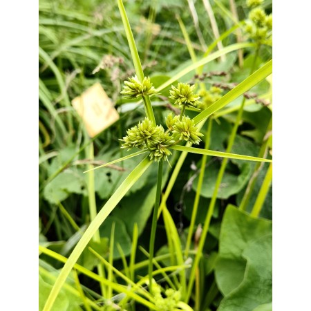 Cibora migdałowa (Cyperus...