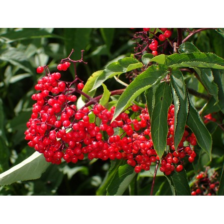 Bez drzewiasty (Sambucus...