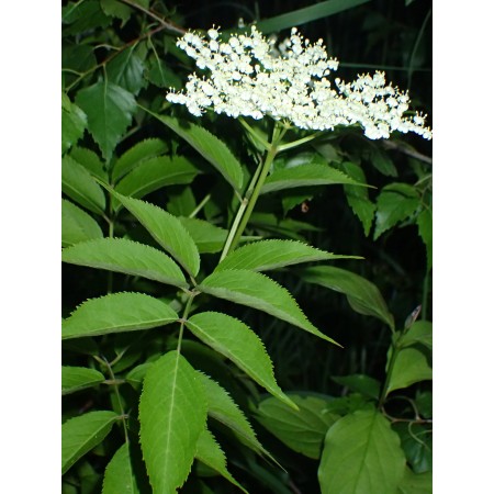 Canadian elderberry...