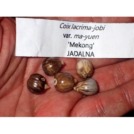 Łzawica Joba 'MEKONG' (Coix...