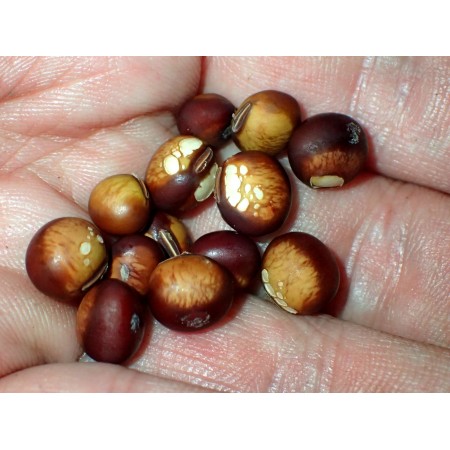 Korean "chestnut bean"...