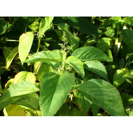 West Indian Nettle...