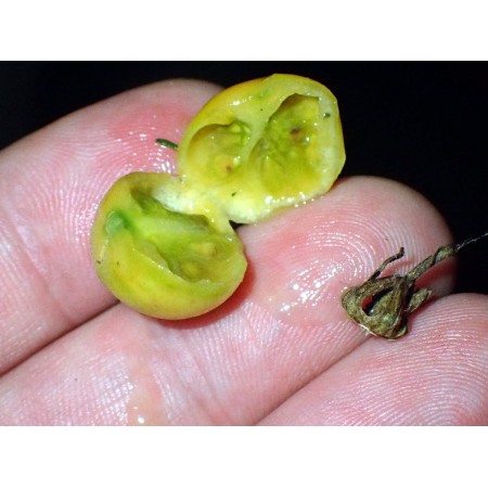 Tomato 'Smart Blondie' -...