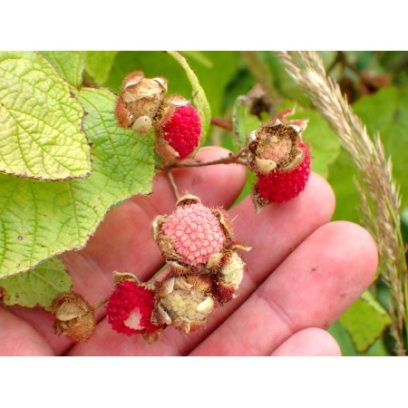 Thimbleberry (Rubus...