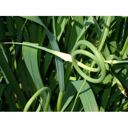 Rocambole (Allium...