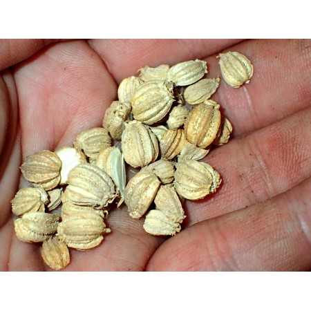 Sand Cachrys (Cachrys...