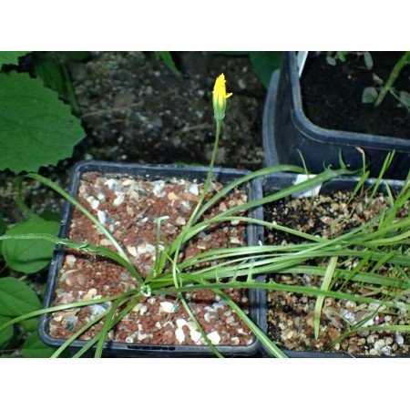 Yam Daisy (Microseris...