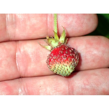 Poziomka wysoka (Fragaria...
