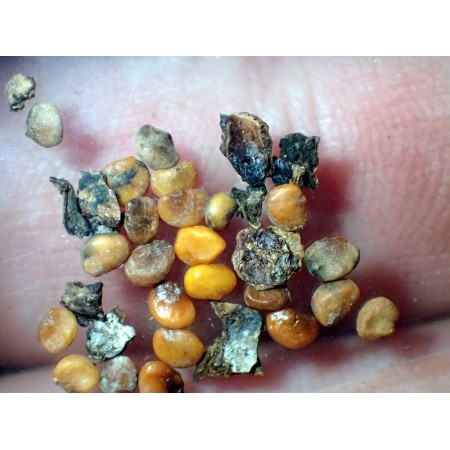 Kraal Honey Thorn (Lycium...