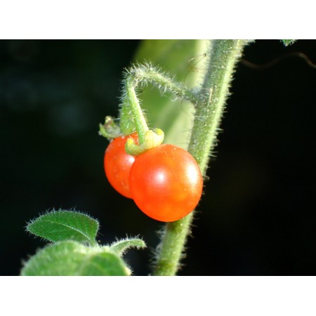 Red-berry Nightshade...